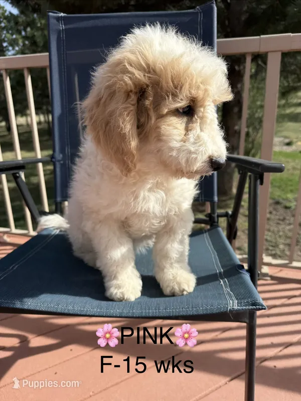 Pink – Goldendoodle puppy for sale in Elbert, CO