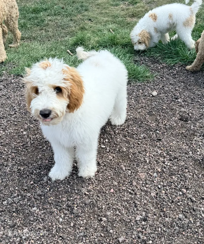 Grey – Goldendoodle puppy for sale in Elbert, CO