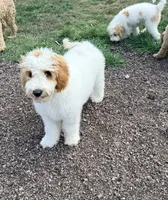Grey, a male Goldendoodle for sale in Elbert, CO – 1 of 10