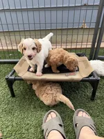 Purple, a female Goldendoodle for sale in Elbert, CO – 9 of 10