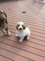 Grey, a male Goldendoodle for sale in Elbert, CO – 3 of 10