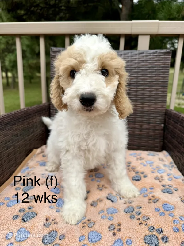 Pink – Goldendoodle puppy for sale in Elbert, CO