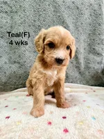 Teal, a female Goldendoodle for sale in Elbert, CO – 2 of 8