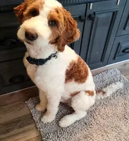 Grey, a male Goldendoodle for sale in Elbert, CO – 3 of 10
