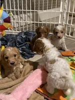 Yellow, a female Goldendoodle for sale in Elbert, CO – 2 of 10