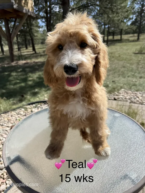 Teal – Goldendoodle puppy for sale in Elbert, CO