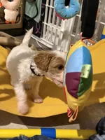 Black, a male Goldendoodle for sale in Elbert, CO – 8 of 10