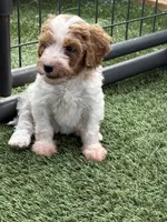 Yellow, a female Goldendoodle for sale in Elbert, CO – 8 of 10