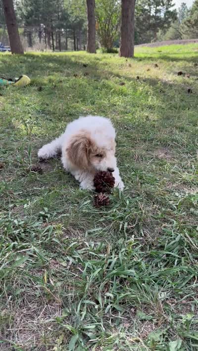 Pink, a female Goldendoodle for sale in Elbert, CO – 9 of 9