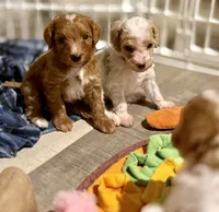 Pink, a female Goldendoodle for sale in Elbert, CO – 10 of 10