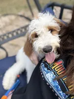 Grey, a male Goldendoodle for sale in Elbert, CO – 2 of 10