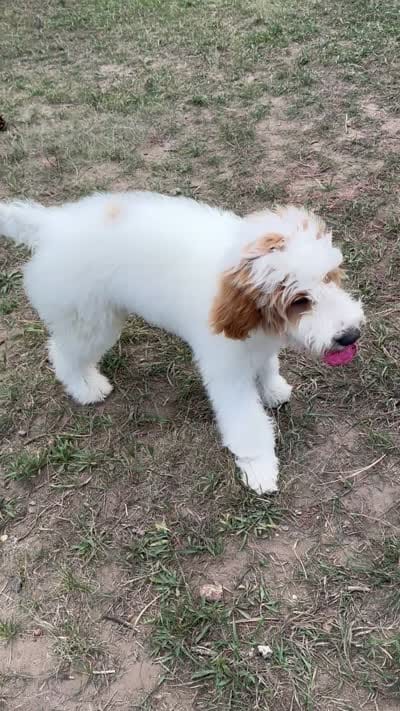Grey, a male Goldendoodle for sale in Elbert, CO – 10 of 10