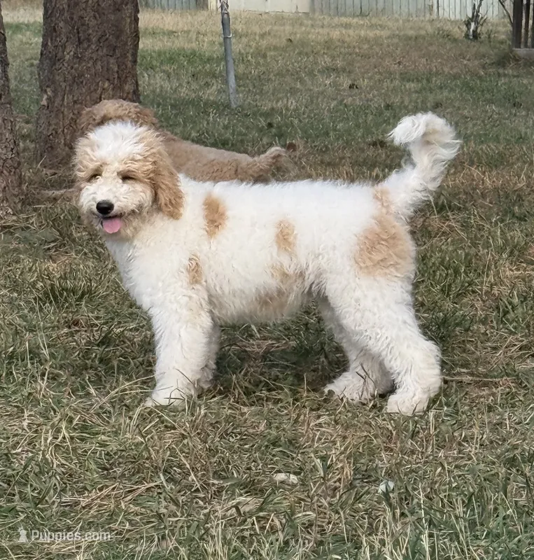 Pink – Goldendoodle puppy for sale in Elbert, CO