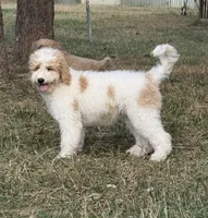 Pink, a female Goldendoodle for sale in Elbert, CO – 1 of 9