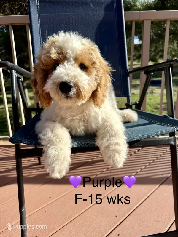 Purple – Goldendoodle puppy for sale in Elbert, CO