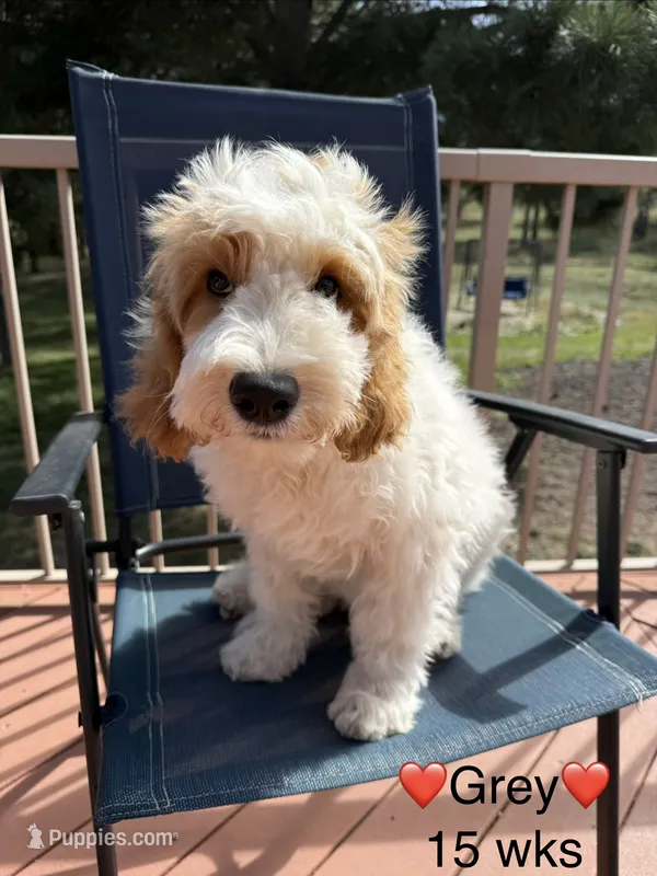 Grey – Goldendoodle puppy for sale in Elbert, CO