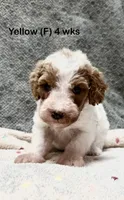 Yellow, a female Goldendoodle for sale in Elbert, CO – 3 of 10