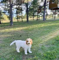 Grey, a male Goldendoodle for sale in Elbert, CO – 7 of 10