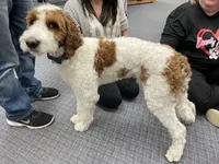 Grey, a male Goldendoodle for sale in Elbert, CO – 4 of 10