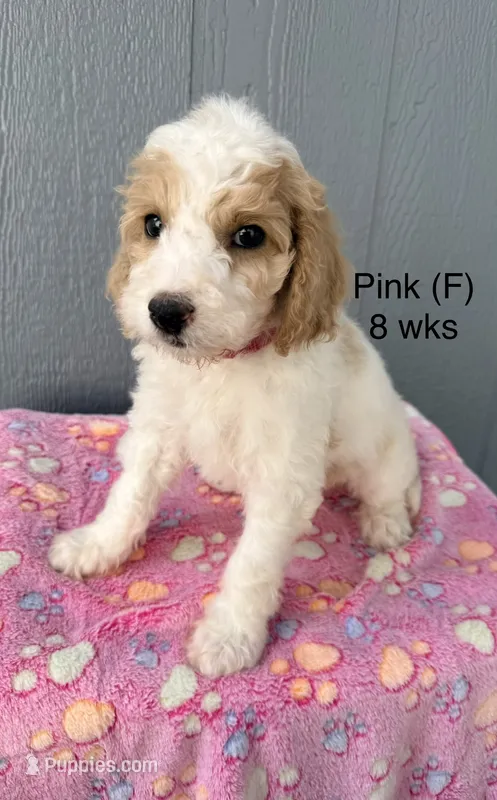 Pink – Goldendoodle puppy for sale in Elbert, CO