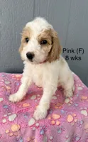 Pink, a female Goldendoodle for sale in Elbert, CO – 1 of 10