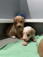 Teal, a female Goldendoodle for sale in Elbert, CO – 6 of 8