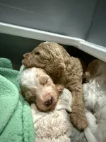 Purple, a female Goldendoodle for sale in Elbert, CO – 4 of 10