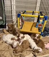 Teal, a female Goldendoodle for sale in Elbert, CO – 4 of 8
