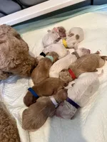 White, a female Goldendoodle for sale in Elbert, CO – 7 of 9