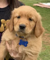Golden Retriver Puppy, a male Golden Retriever for sale in Tioga, TX – Photo 2 of 9