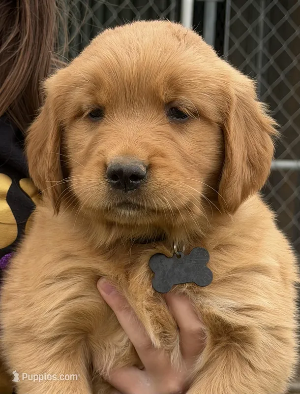 Golden Retriver Puppy – Golden Retriever puppy for sale in Tioga, TX