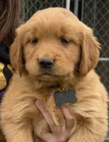 Golden Retriver Puppy, a male Golden Retriever for sale in Tioga, TX – Photo 1 of 9