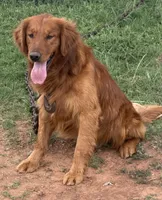 Golden Retriver Puppy, a male Golden Retriever for sale in Tioga, TX – Photo 3 of 9