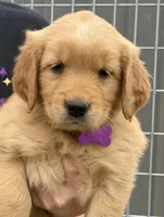 Golden Retriver Puppy, a male Golden Retriever for sale in Tioga, TX – Photo 6 of 9