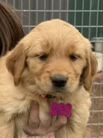 Golden Retriver Puppy, a male Golden Retriever for sale in Tioga, TX – Photo 5 of 9