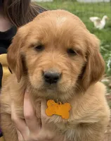 Golden Retriver Puppy, a male Golden Retriever for sale in Tioga, TX – Photo 9 of 9