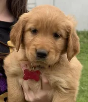 Golden Retriver Puppy, a male Golden Retriever for sale in Tioga, TX – Photo 7 of 9