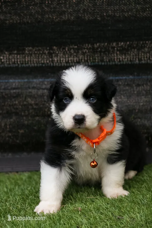 Zexter – Australian Shepherd puppy for sale in Yulee, FL