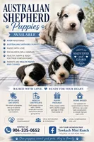 Ziva, a female Australian Shepherd for sale in Yulee, FL – 3 of 3