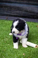 Ziva, a female Australian Shepherd for sale in Yulee, FL – 2 of 2