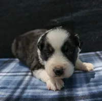 Ziva, a female Australian Shepherd for sale in Yulee, FL – 2 of 3