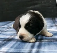 Ziva, a female Australian Shepherd for sale in Yulee, FL – 1 of 3