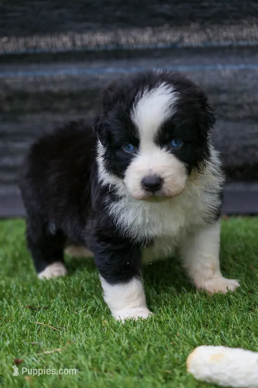 Ziva – Australian Shepherd puppy for sale in Yulee, FL