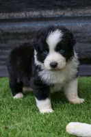 Ziva, a female Australian Shepherd for sale in Yulee, FL – 1 of 2