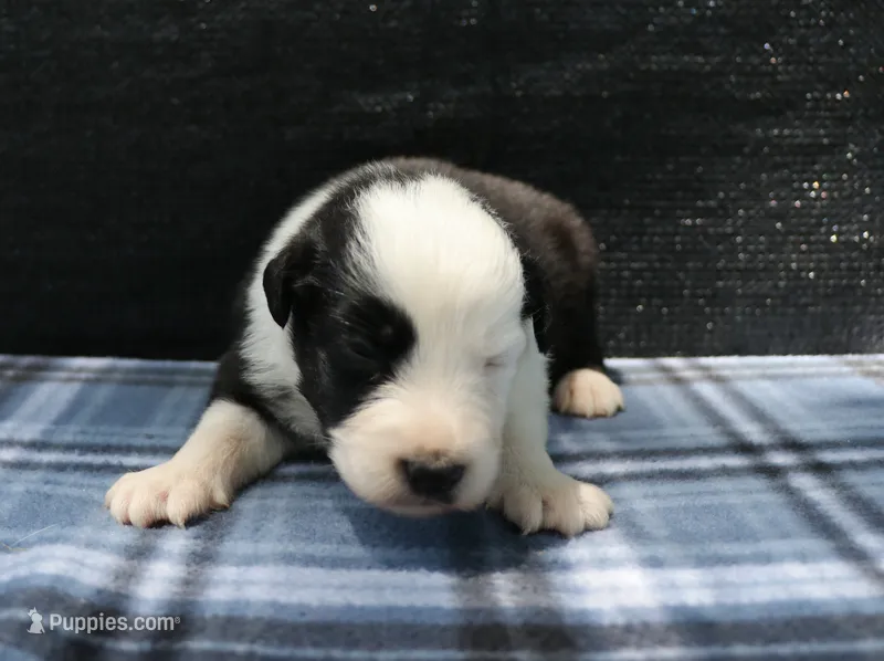 Cali, a female Australian Shepherd for sale in Yulee, FL – 1 of 1