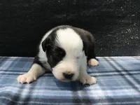 Cali, a female Australian Shepherd for sale in Yulee, FL – 1 of 1
