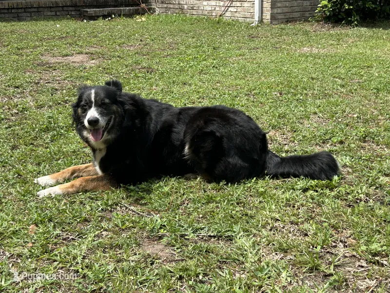 Oakley – Australian Shepherd puppy for sale in Yulee, FL