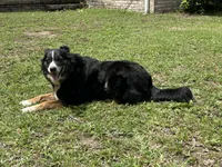 Oakley, a female Australian Shepherd for sale in Yulee, FL – 1 of 3