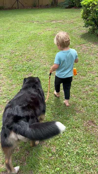 Oakley, a female Australian Shepherd for sale in Yulee, FL – 3 of 3