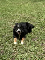 Oakley, a female Australian Shepherd for sale in Yulee, FL – 2 of 3